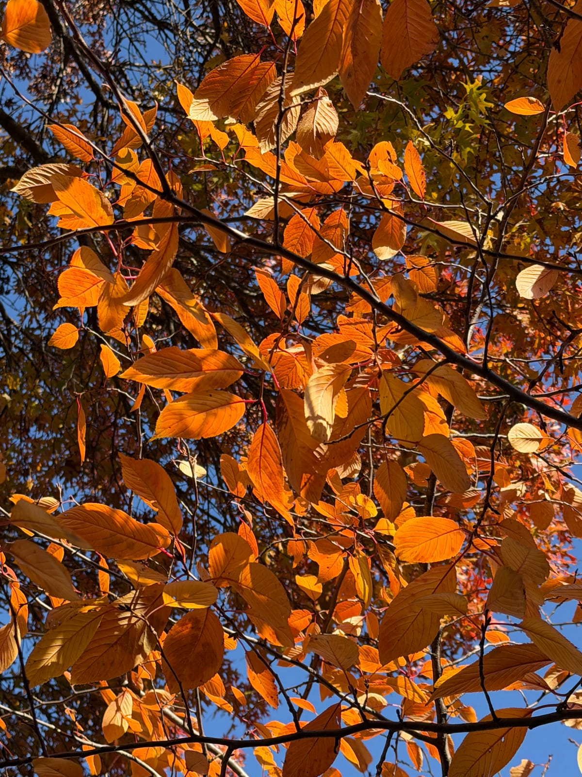 New Zealand Postscript 2