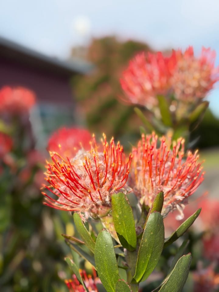 New Zealand Day 06: Rotorua to New Plymouth