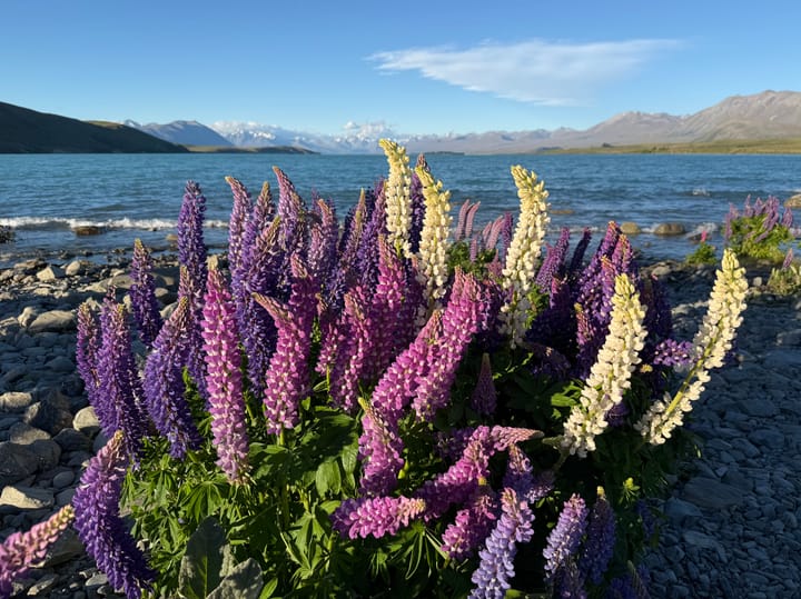 New Zealand Day 23: Lake Tekapo