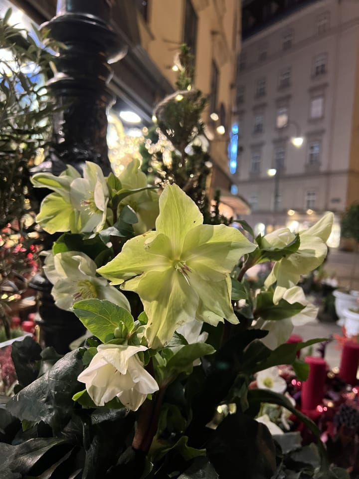 Europe Day 3: Vienna - Butterflies & Pho